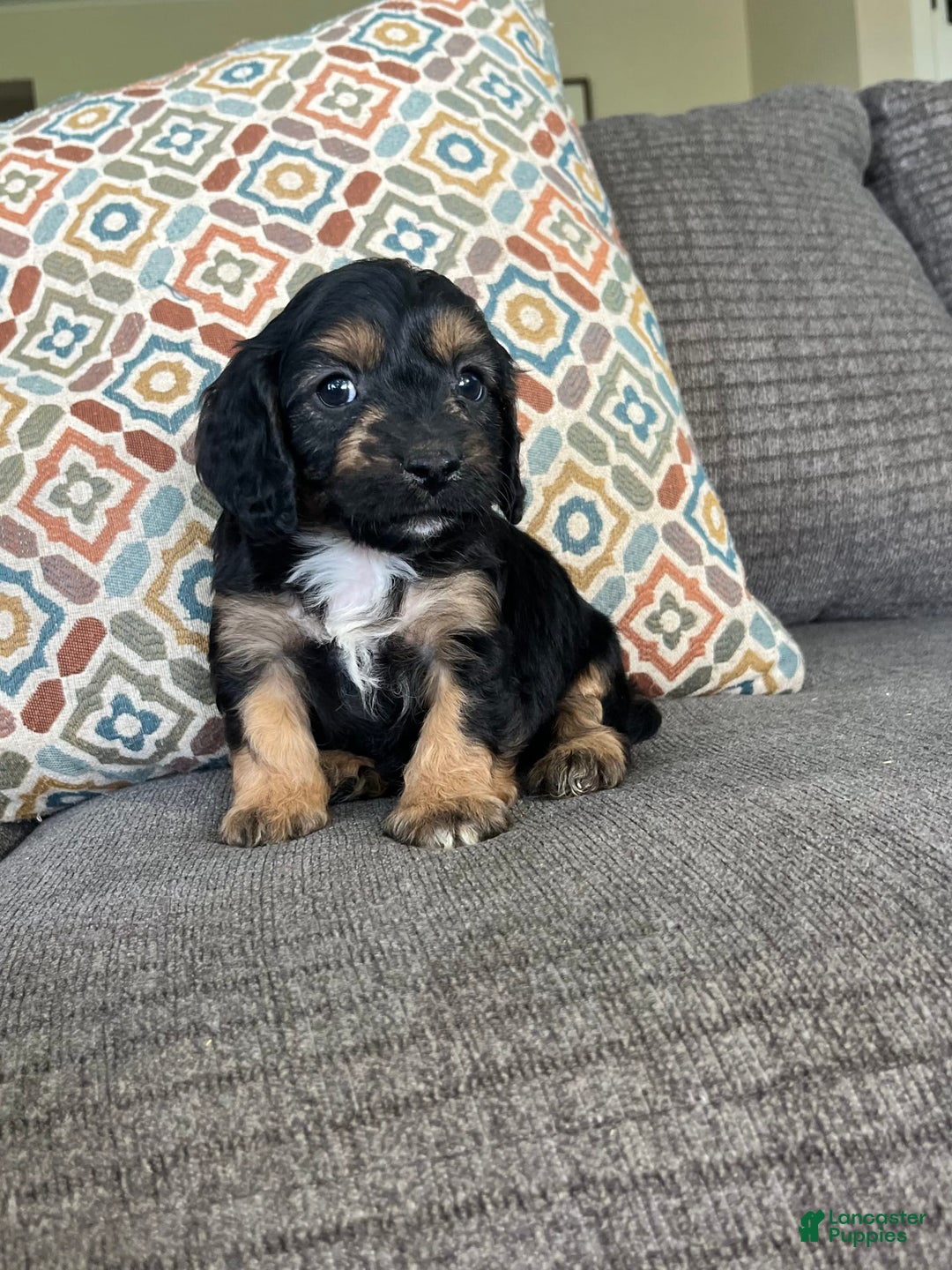 Cavapoo dogs for sale: Lads - Image 4