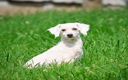 Bichon Frise dogs for sale: Kendrick - Image 14