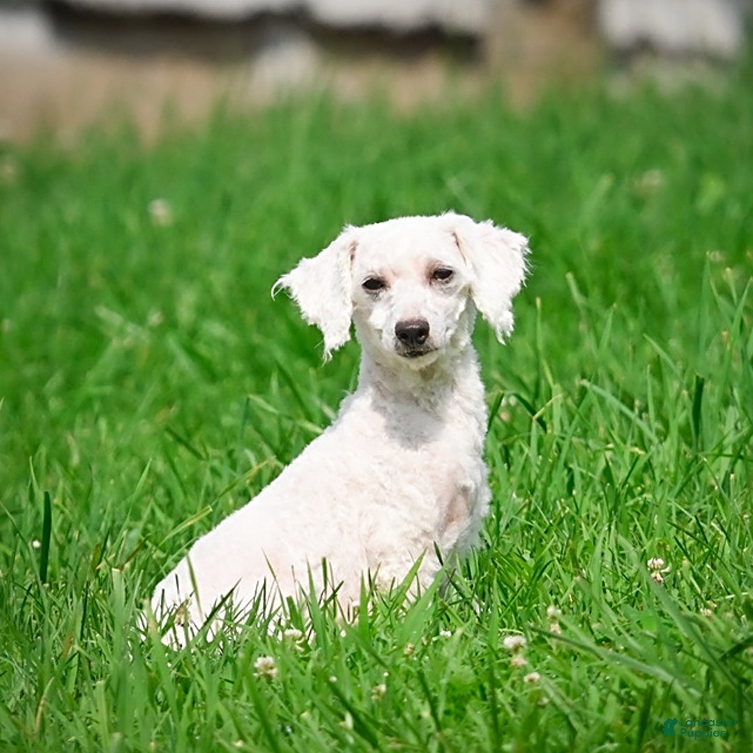 Bichon Frise dogs for sale: Kendrick - Image 14