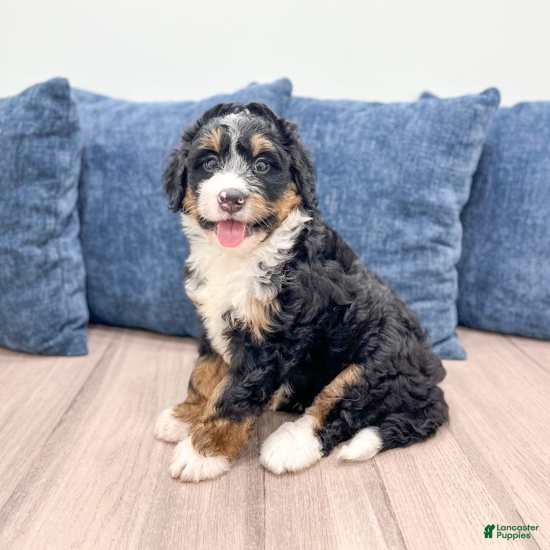 Mini Bernedoodle dogs for sale: Logan - Image 2
