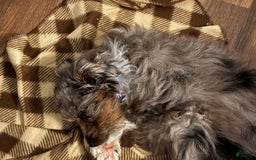 Aussiedoodle dogs for sale: Kofi - Image 3