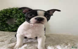 Boston Terrier dogs for sale: Diesel - Image 4