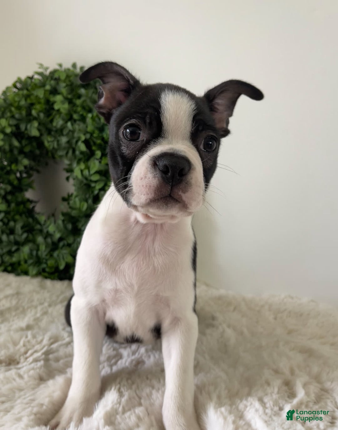Boston Terrier dogs for sale: Diesel - Image 4