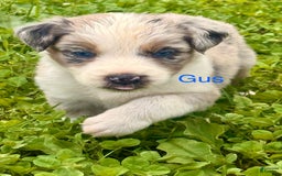 Australian Shepherd dogs for sale: Gus - Image 1