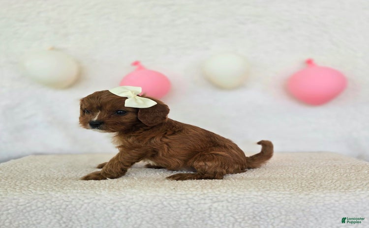 Cavapoo dogs for sale - Ad 4