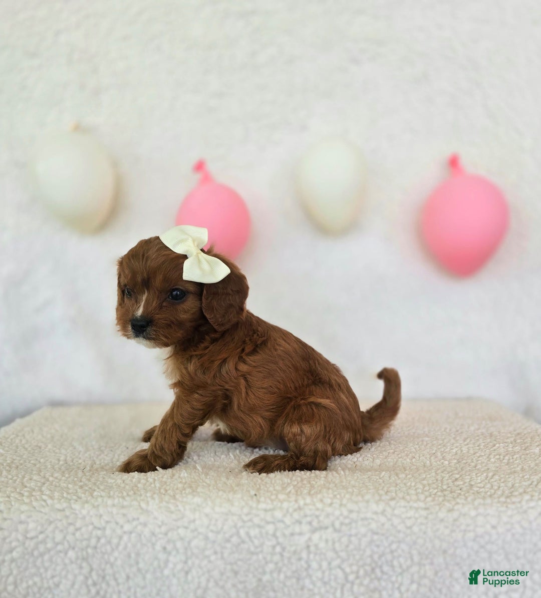 Cavapoo dogs for sale: Summer - Image 1