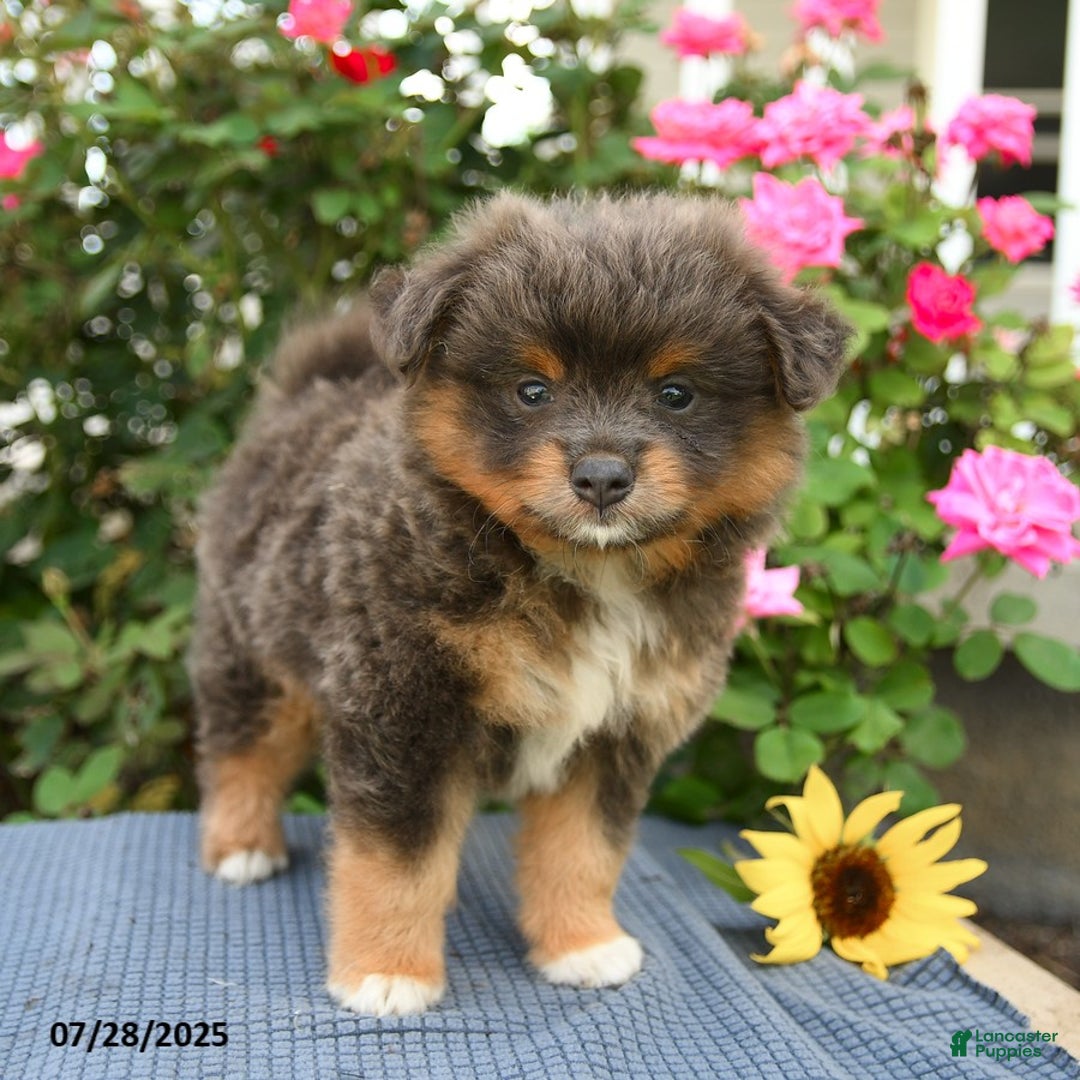 Smooth Fox Terrier dogs for sale: Oliver - Image 1