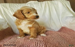 Mini Goldendoodle dogs for sale: Daisy - Image 3