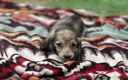 Miniature Dachshund dogs for sale: Goldie - Image 1