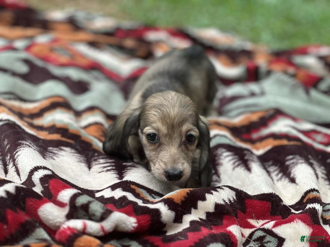 Miniature Dachshund dogs for sale: Goldie - Image 1