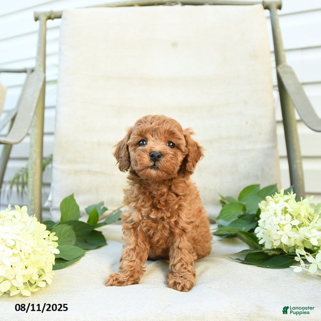 Mini Goldendoodle dogs for sale: Jenna - Image 2