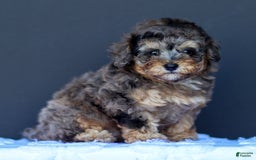 Toy Poodle dogs for sale: Toy Poodle 2 puppies - Image 1