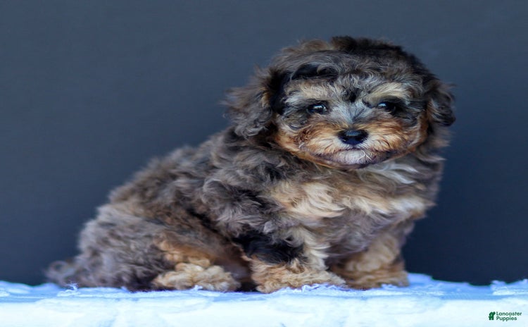 Toy Poodle dogs for sale - Ad 2