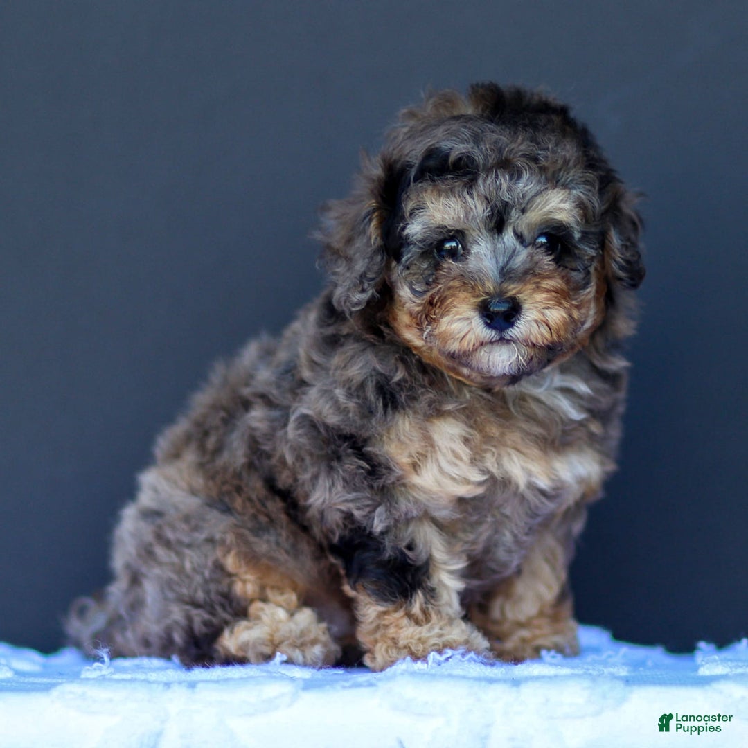 Toy Poodle dogs for sale: Toy Poodle 2 puppies - Image 1