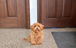 Maltipoo dogs for sale: Cody - Image 8