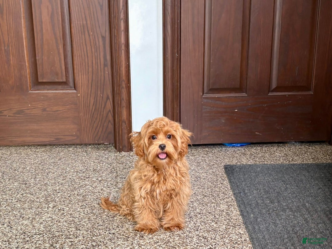 Maltipoo dogs for sale: Cody - Image 8