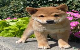 Shiba Inu dogs for sale: Ivy - Image 2