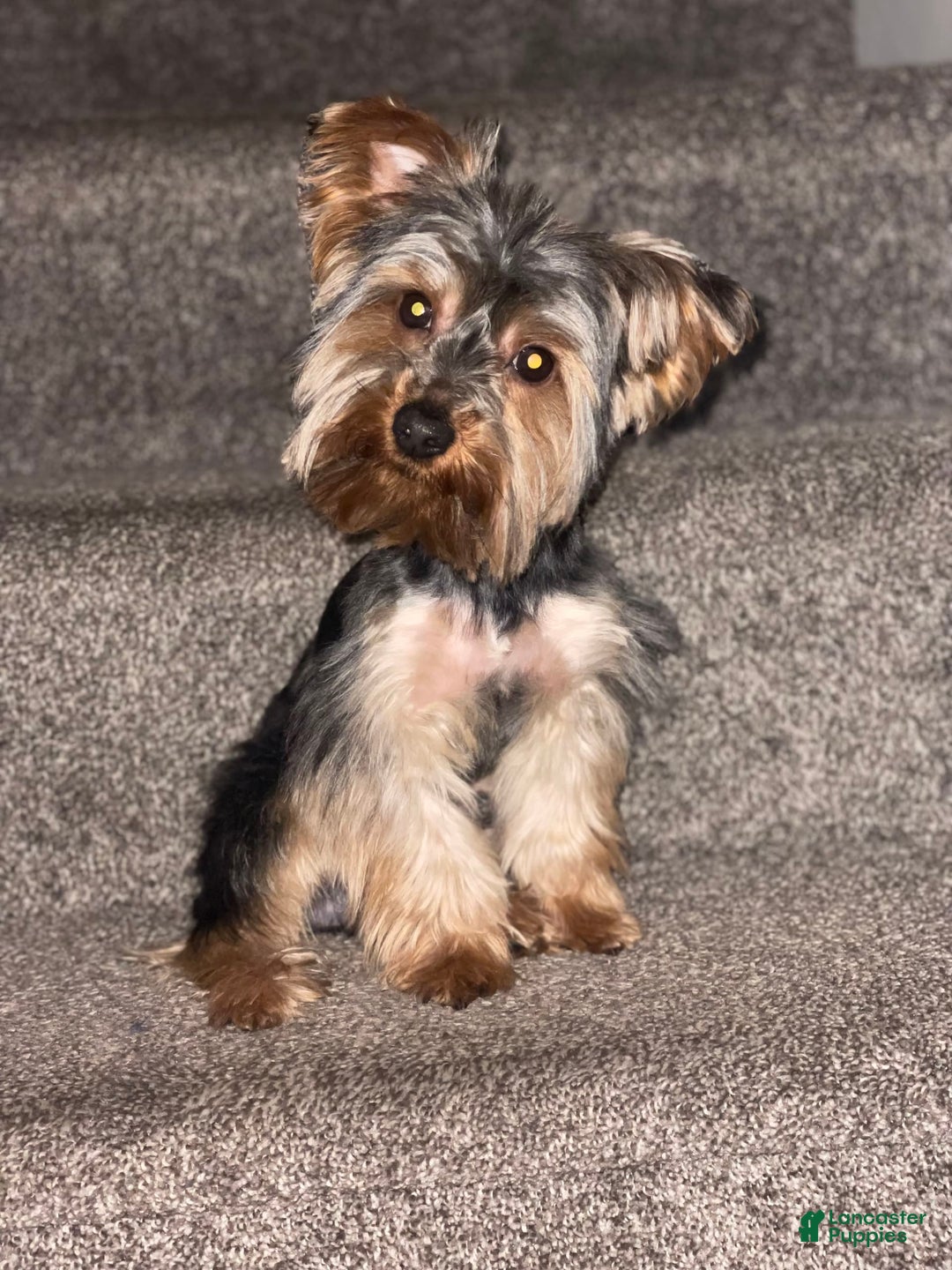 Yorkshire Terrier dogs for sale: Nova - Image 6