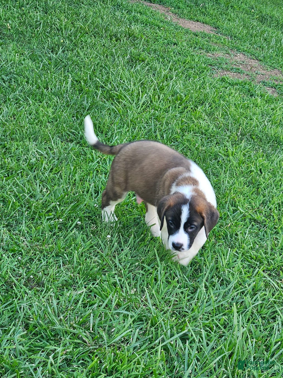 Saint Bernard dogs for sale: Will - Image 4