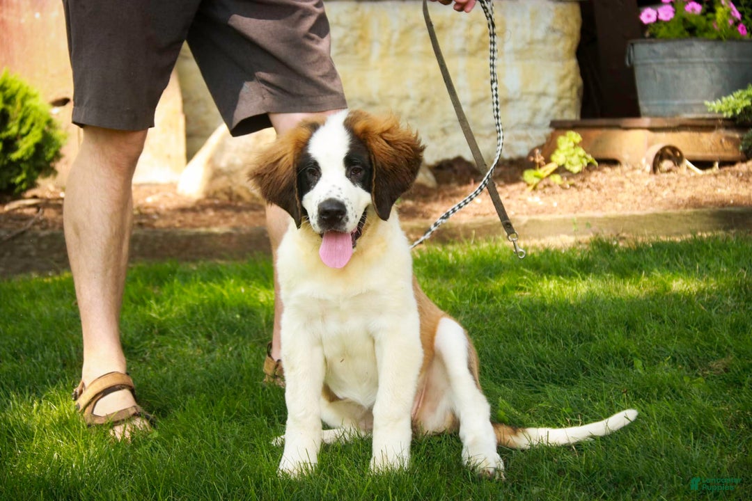 Saint Bernard dogs for sale: Madison - Image 8
