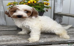 Cavapoo dogs for sale: Patches - Image 2