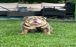English Bulldog dogs for stud: Rocco - Image 2