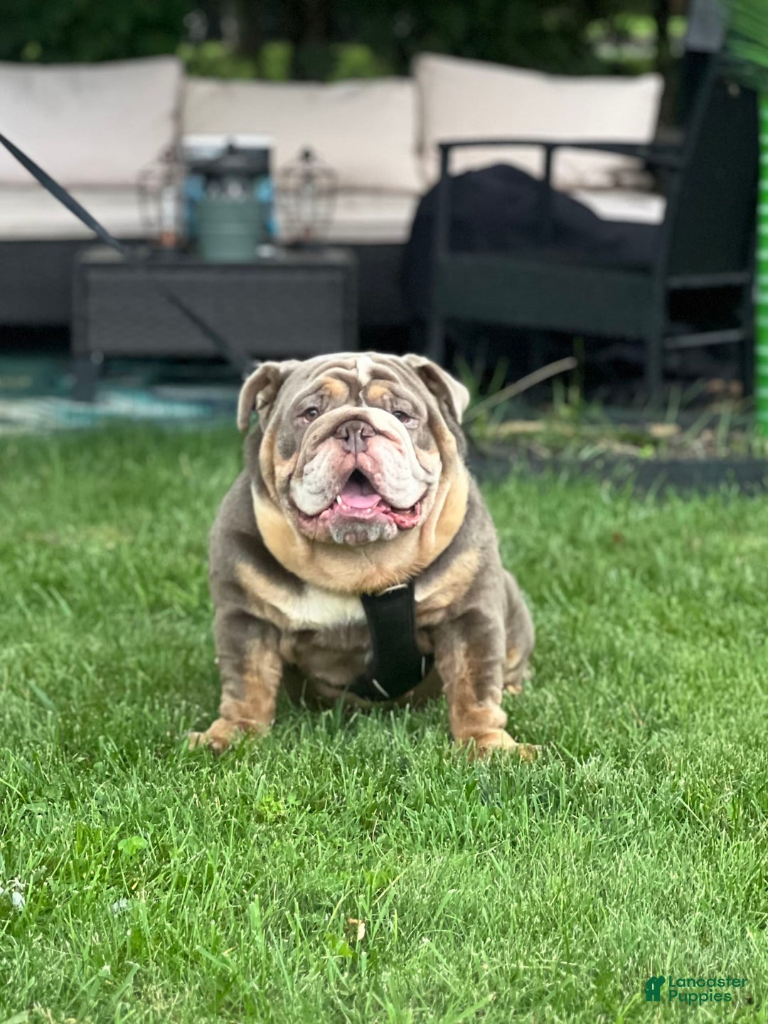 English Bulldog dogs for stud: Rocco - Image 2