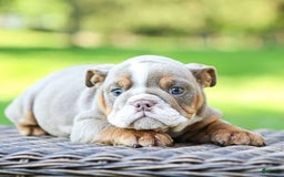 English Bulldog dogs for sale: Lexie - Image 3