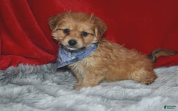 Morkie dogs for sale: Mighty Max - Image 1