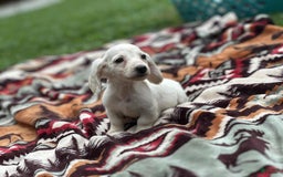 Miniature Dachshund dogs for sale: Ice - Image 4