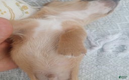 Miniature Dachshund dogs for sale: Elmer - Image 4