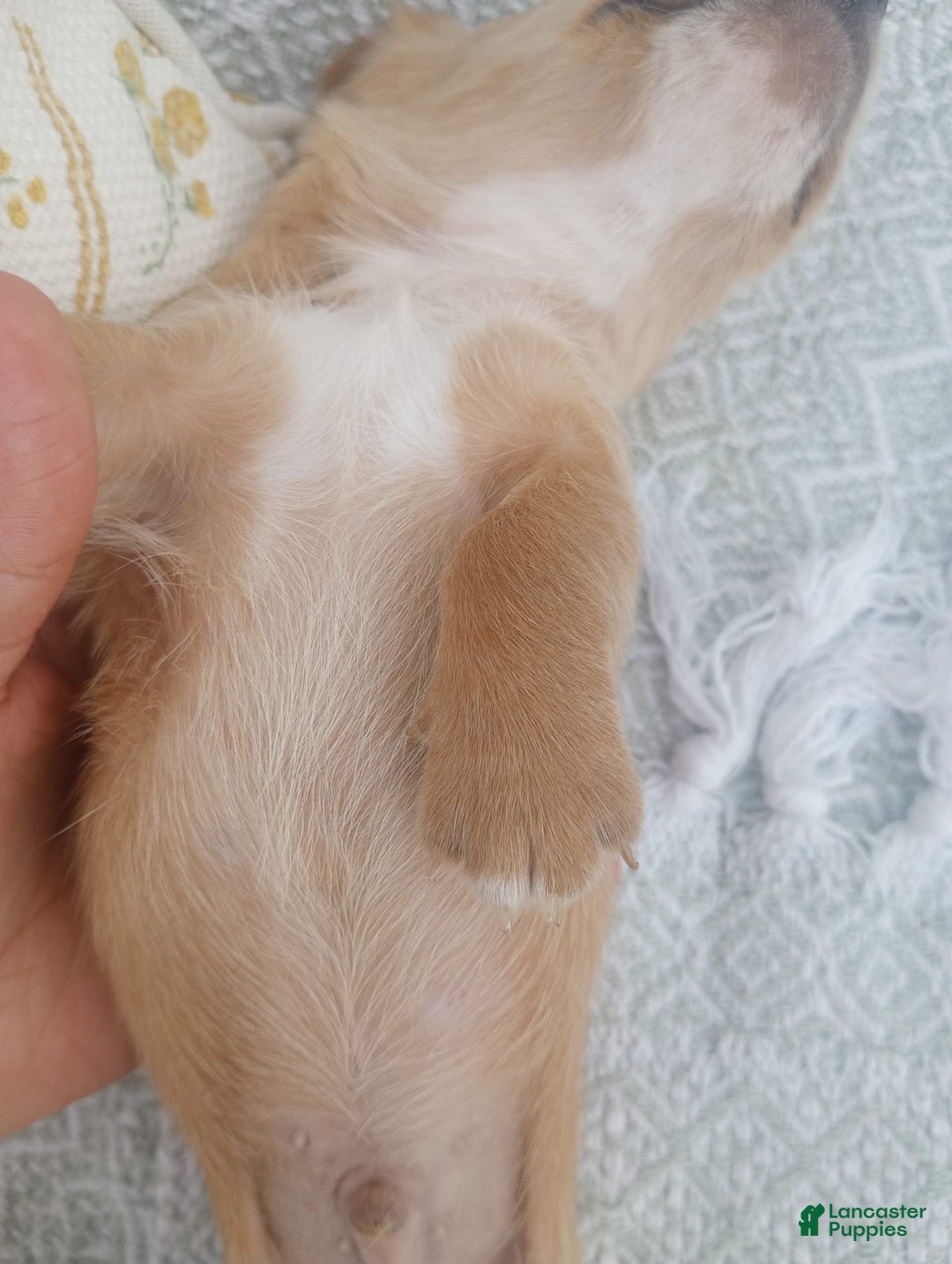 Miniature Dachshund dogs for sale: Elmer - Image 4