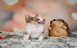 Chihuahua dogs for sale: Romer - Image 9