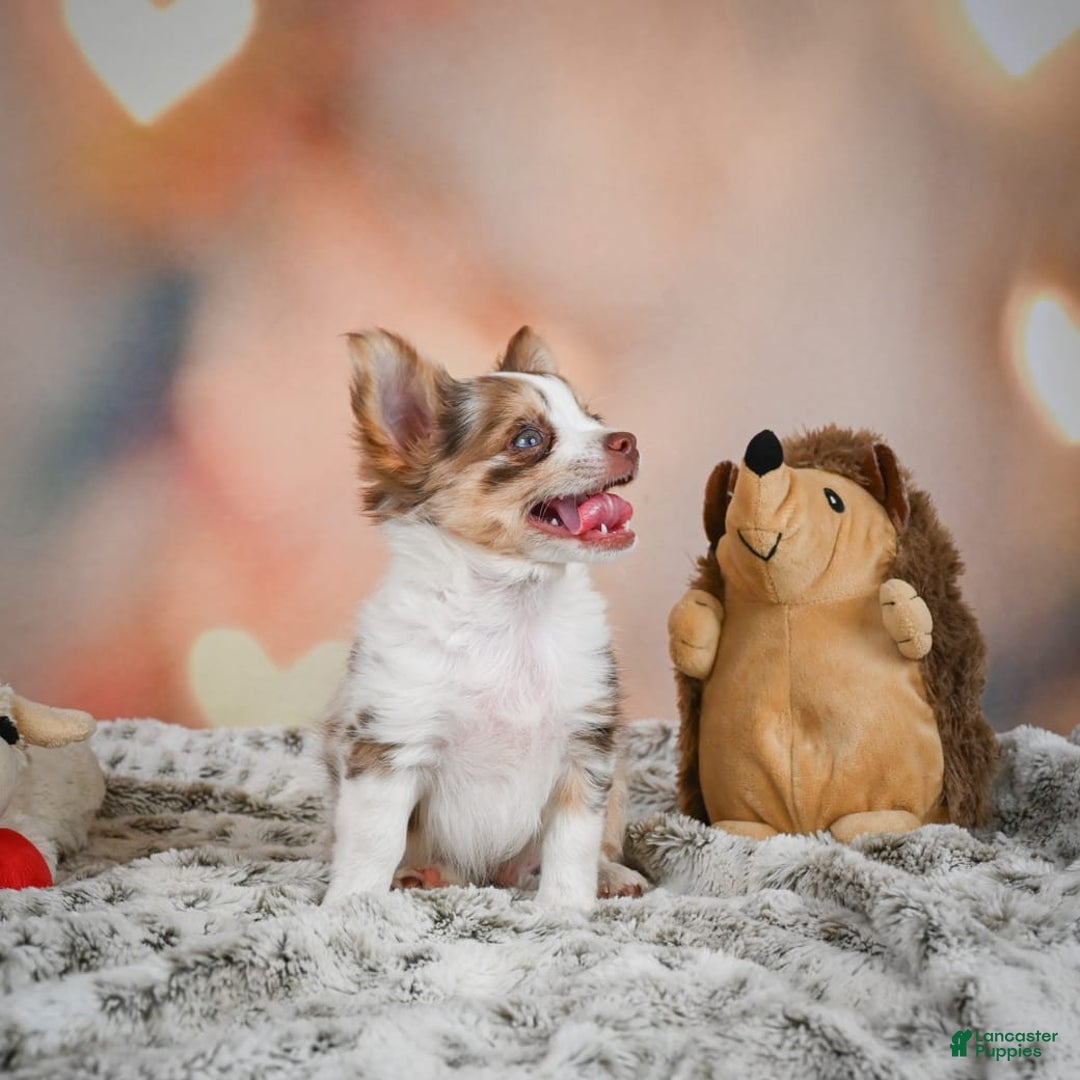 Chihuahua dogs for sale: Romer - Image 9