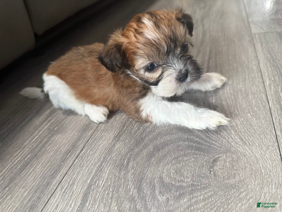 Shih Tzu dogs for sale: Romeo - Image 2