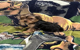 Yorkshire Terrier dogs for sale: Blue2 - Image 3