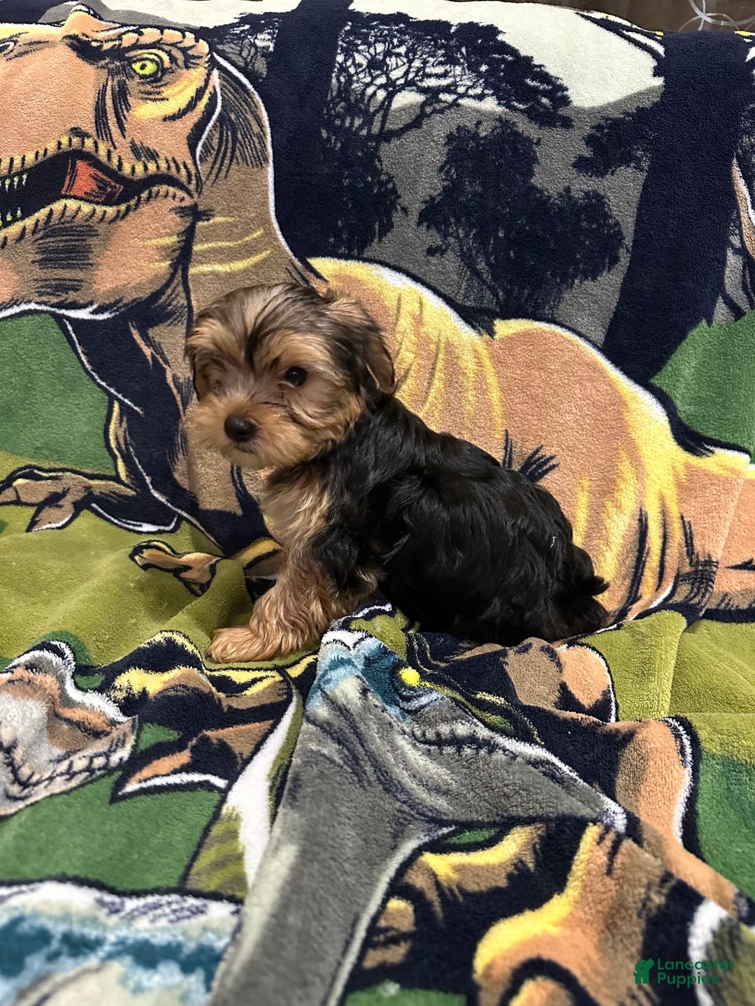 Yorkshire Terrier dogs for sale: Blue2 - Image 3