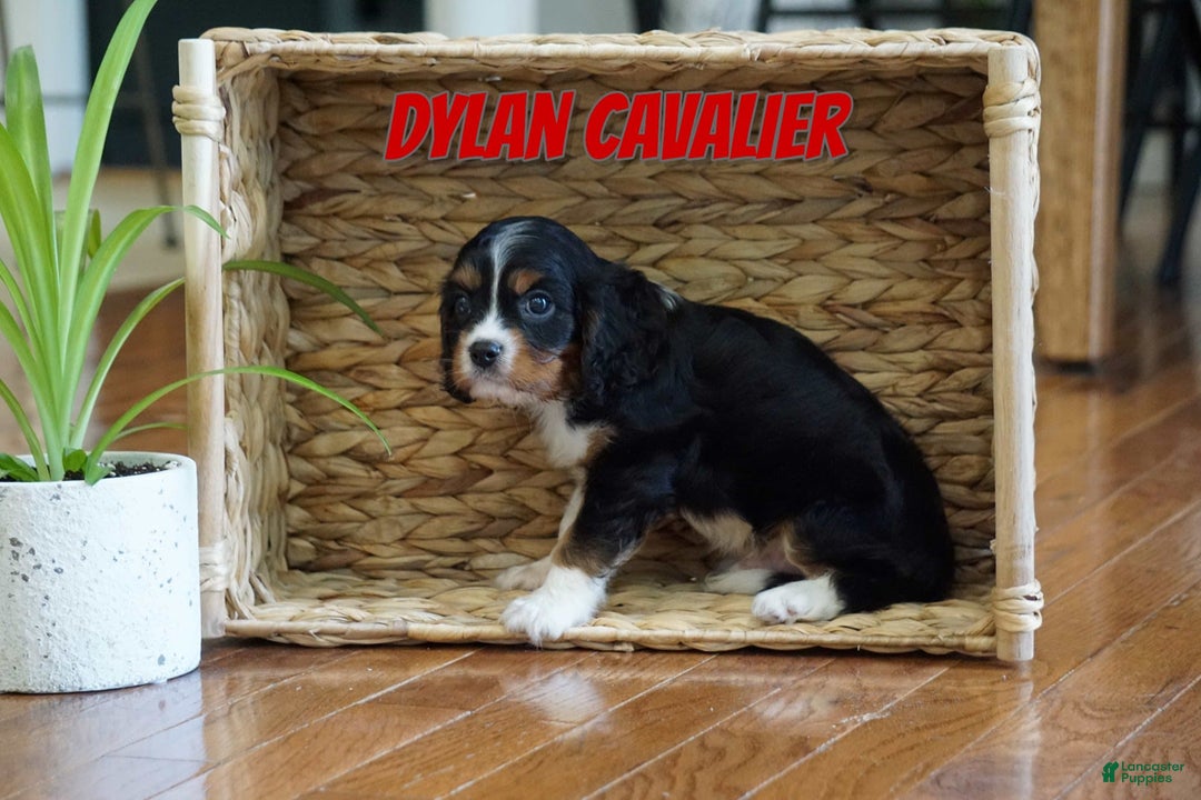 Cavalier King Charles Spaniel dogs for sale: Dylan - Image 1