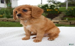 Cavalier King Charles Spaniel dogs for sale: Griffin - Image 6