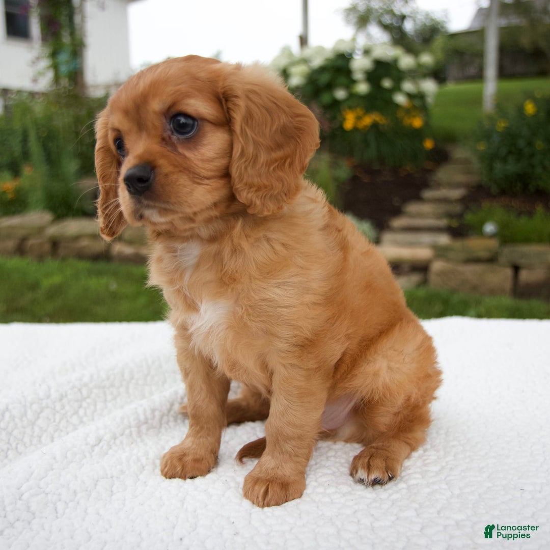 Cavalier King Charles Spaniel dogs for sale: Griffin - Image 6