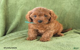 Cavapoo dogs for sale: Caramel - Image 3