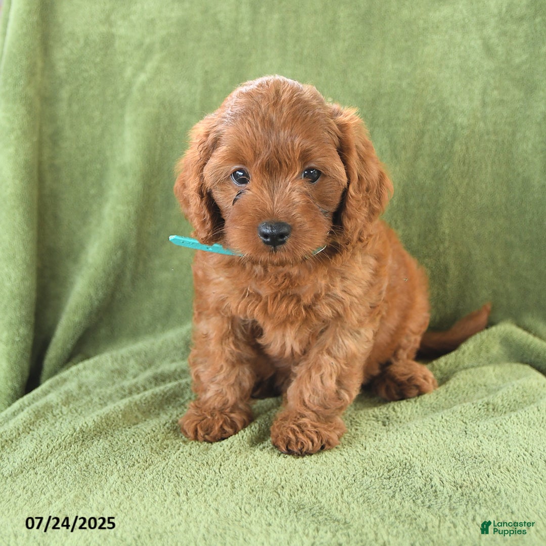 Cavapoo dogs for sale: Caramel - Image 3