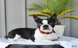 Boston Terrier dogs for sale: Blitz - Image 6