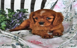 Cavalier King Charles Spaniel dogs for sale: Cavalier King Charles Spaniel 4 puppies - Image 2