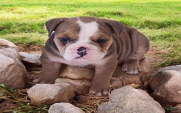 English Bulldog dogs for sale: Crushed Velvet - Image 6