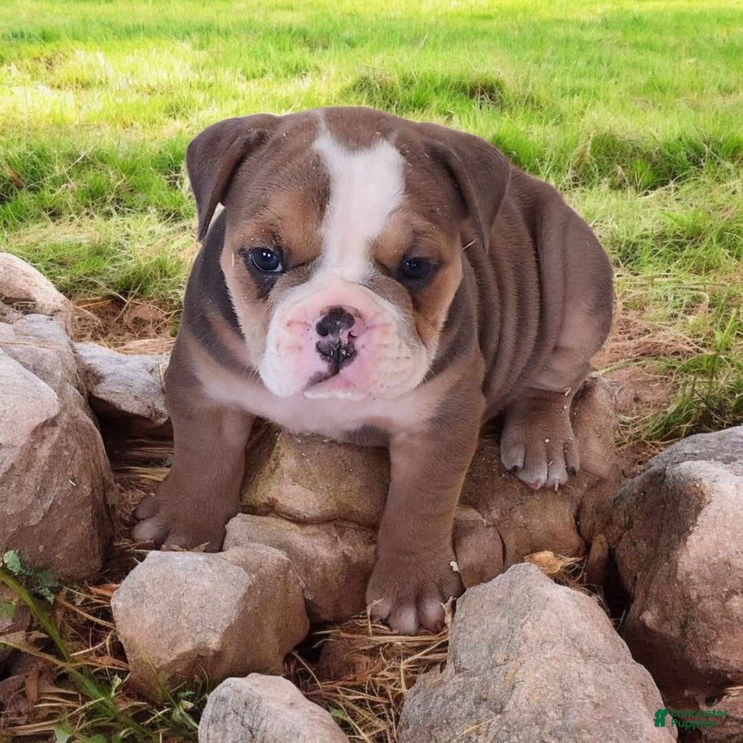 English Bulldog dogs for sale: Crushed Velvet - Image 6