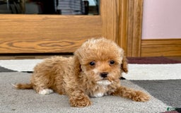 Maltipoo dogs for sale: Terry - Image 3