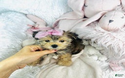 Morkie dogs for sale: Amal - Image 2