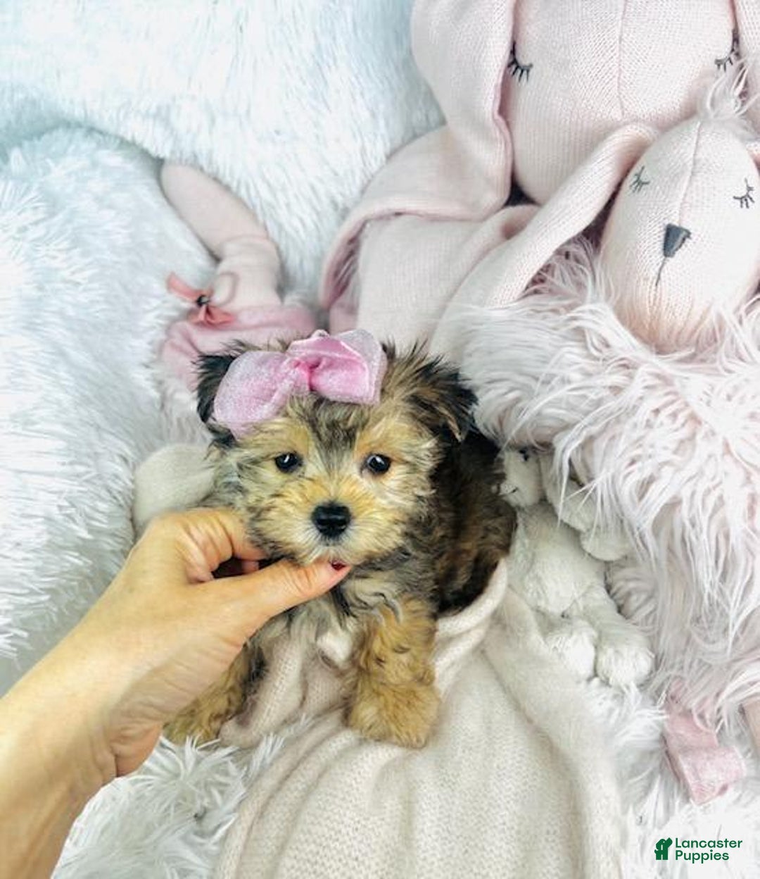Morkie dogs for sale: Amal - Image 2