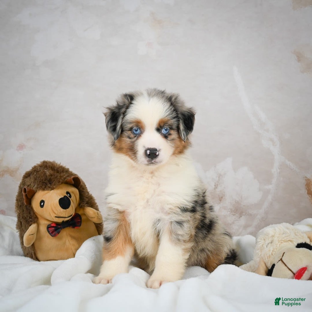 Miniature Australian Shepherd dogs for sale: Isabella - Image 5